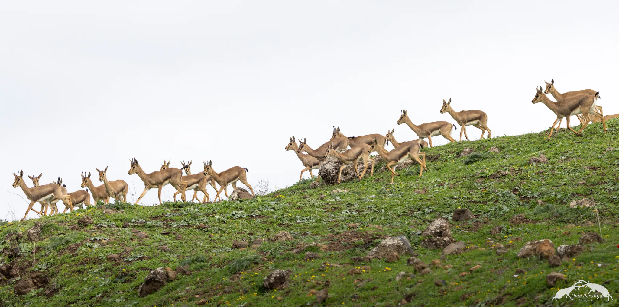 Wildlife image